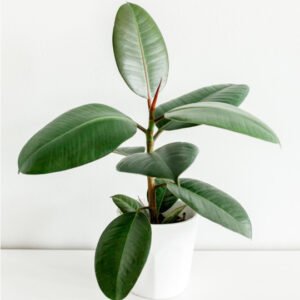 Starter Business Pack